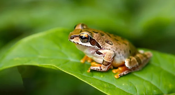 美丽的青蛙 高清晰地栖息在亚马逊的一片小叶上 白日的背景是浅绿色的 — 图库照片