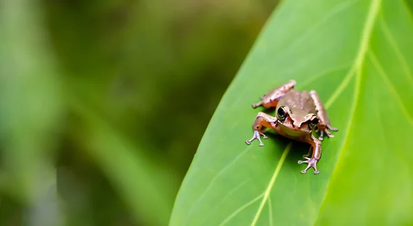 Красивая Лягушка Высоком Разрешении Небольшом Листе Амазонке Светло Зеленым Размытым — стоковое фото