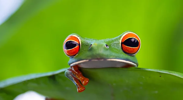 美しいカエルがアマゾンの小さな葉の上に現れ緑に焦点を当てた背景があります — ストック写真