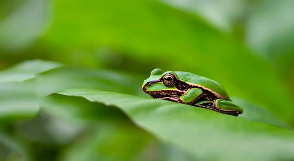 背景が緑のアマゾンの小さな葉の上に高精細の美しいカエル — ストック写真
