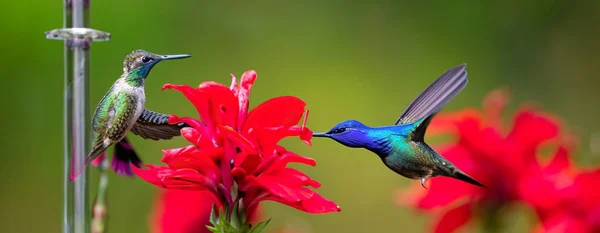 Krásný Kolibřík Letící Nad Květinou Vysokém Rozlišení Dobrota — Stock fotografie
