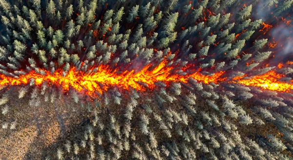 Fogo Área Florestal Vista Aérea Alta Resolução Nitidez Conceito Incêndios — Fotografia de Stock