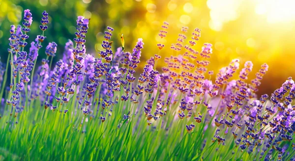 春の紫色の花畑ボケを背景に — ストック写真