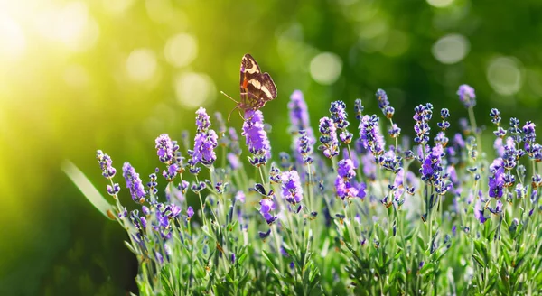 春の紫色の花の美しいフィールドと高解像度とシャープネスHd — ストック写真