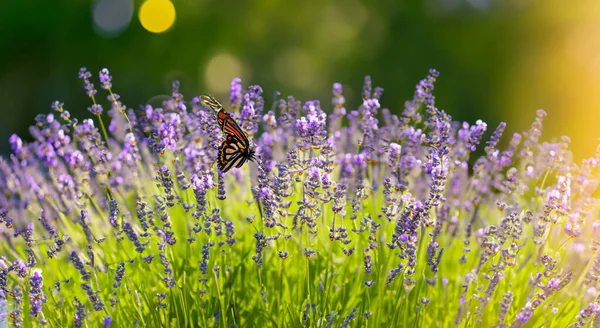 春の紫色の花の美しい畑 — ストック写真