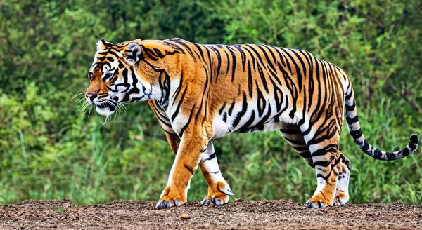 Hermoso Adulto Rayas Tigre Selva Alta Resolución —  Fotos de Stock