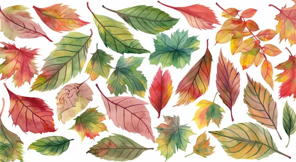 set of autumn leaves on white background in high resolution HD