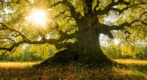 Majestosa Árvore Real Prado Com Reflexo Sol Entre Ramos Alta — Fotografia de Stock