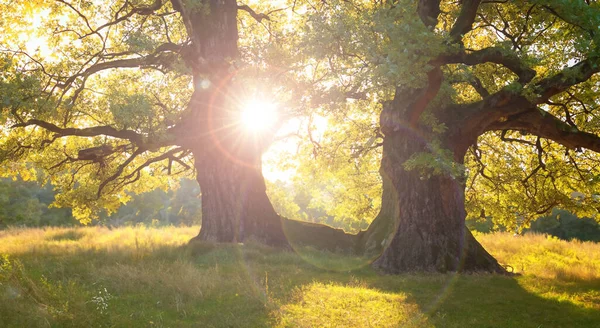 枝の間の太陽の反射と影の雄大な王室の木 — ストック写真