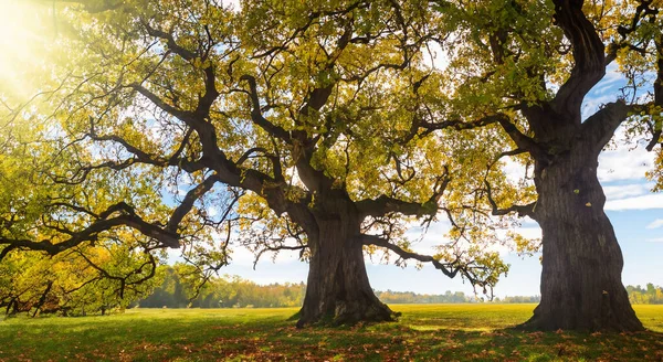 Piękne Drzewo Dużą Łąką Odbiciem Słońca Dużej Łące Wysokiej Rozdzielczości Obrazek Stockowy