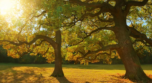 Magiczne Drzewo Dużej Łące Odbiciem Słońca Tle Obraz Stockowy