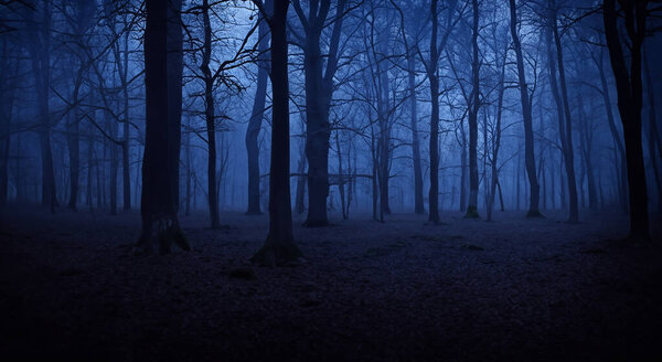 Scary night forest with mist,horror concept