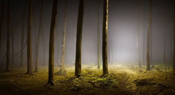 高リゾリューションとシャープネスHdで暗闇と背の高いTreesと不気味な夜の森 — ストック写真