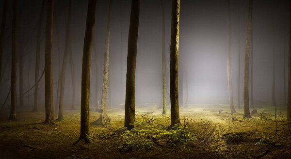 Spooky night forest with darkness AND tall TREES in high resolution and sharpness HD