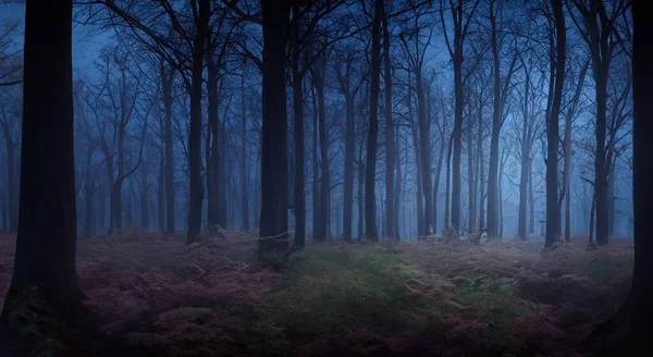 Strašidelný Les Noci Tmou Vysokými Stromy — Stock fotografie