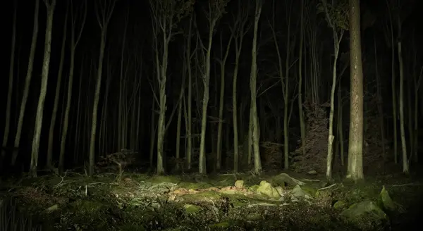 高リゾリューションとシャープネスHdで暗闇の真ん中に不気味な夜の森 — ストック写真