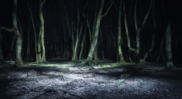 暗いHdの真ん中に暗い暗い暗いと不気味な夜の森 — ストック写真