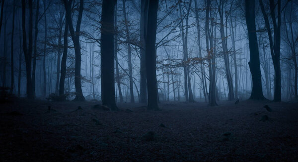 Spooky night forest with gloom in the middle of nowhere dark