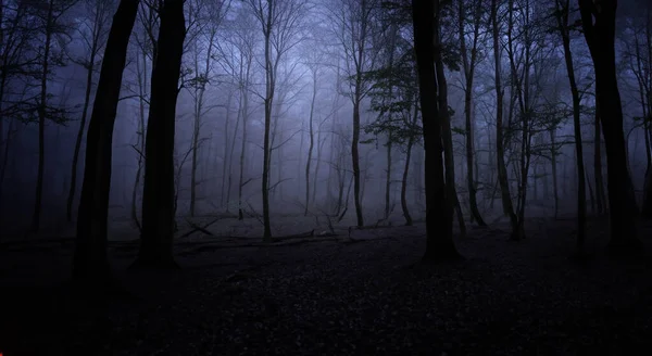 Bosque Nocturno Espeluznante Con Oscuridad Medio Nada —  Fotos de Stock