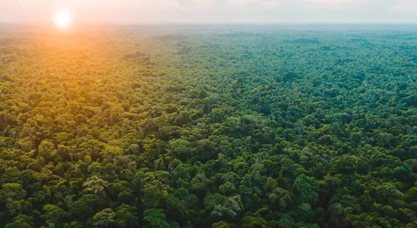 beautiful aerial view of the amazon jungle, wooded area in high resolution and sharpness HD