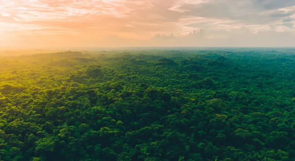 beautiful aerial view of the amazon jungle, forested area in high resolution