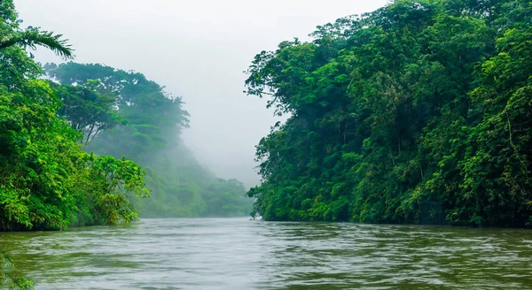 magnificent amazon river with mist with mist