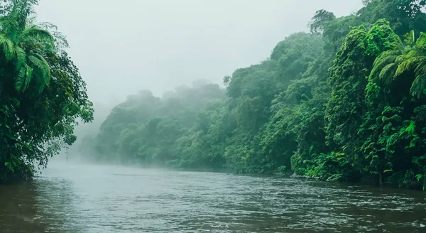 Erstaunliche Fluss Des Amazonas Mit Nebel Und Waldgebiet Einem Sonnenaufgang — Stockfoto