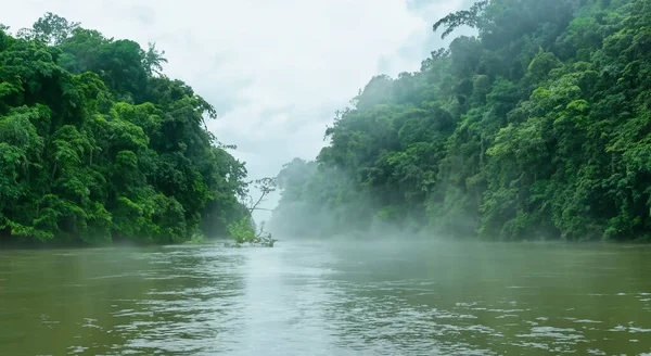 amazing river of the amazon with fog and forest area in a sunrise in high resolution and sharpness HD