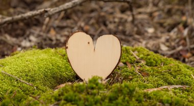 Güzel bir ormanda ağaçtan yapılmış güzel bir kalp.