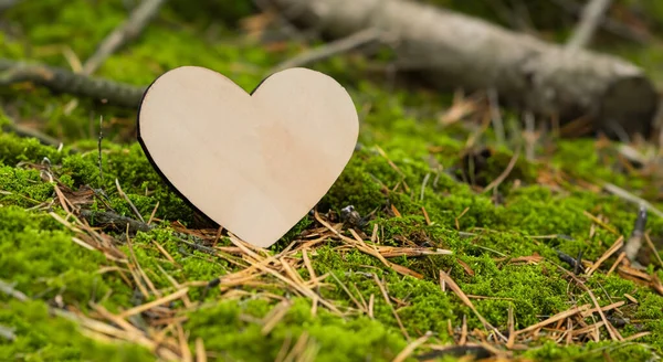 Piękne Serce Drewna Drzewnego Lesie — Zdjęcie stockowe
