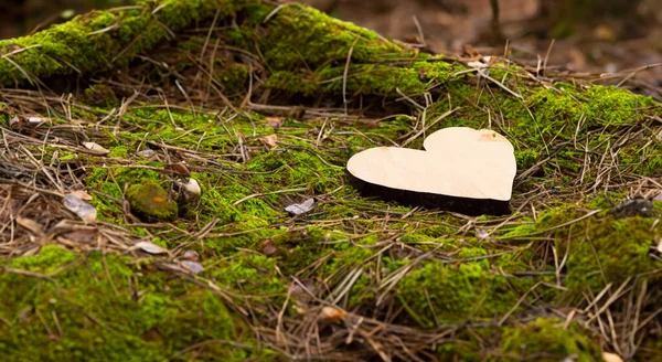 Stare Drewniane Serce Środku Pięknego Lasu Wysokiej Rozdzielczości — Zdjęcie stockowe