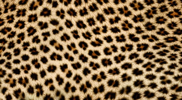 Jungle Leopard Skin Texture High Definition — Stock Photo, Image