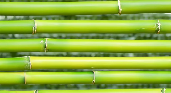 Yüksek Çözünürlüklü Keskinlikli Bir Masada Yeşil Bambu Çubukları - Stok İmaj