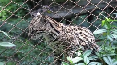 Tatlı bebek jaguar doğada saklanıyor.