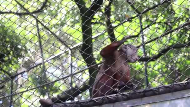Süßes Affenbaby Hängt Zeitlupe Einem Baum — Stockvideo