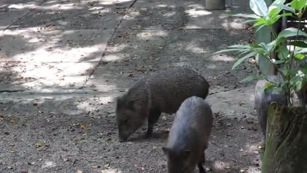 Niedliche Baby Iberisches Schwein Einem Naturschutzgebiet — Stockvideo