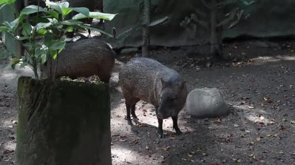 Niedliche Baby Iberischen Schweins Einem Naturschutzgebiet Zusammen Leben — Stockvideo