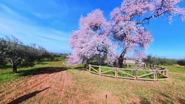 Famous Royal Almond Tree Valverde Legans Badajoz Extremadura Španělsko — Stock video