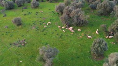 Alburquerque, Extremadura, İspanya 'da yeşil çimen tarlasında bir koyun sürüsünün havadan görünüşü