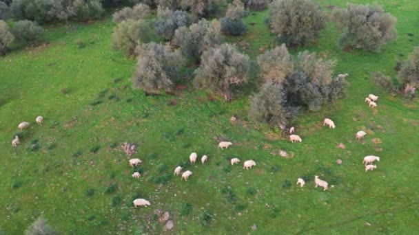 Flygfoto Flock Får Fält Grönt Gräs Alburquerque Extremadura Spanien — Stockvideo