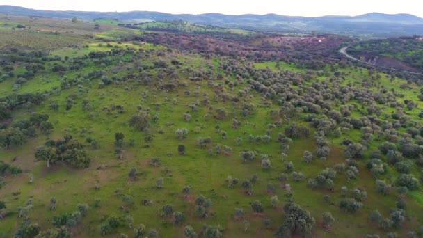 Luftaufnahme Der Weideflächen Der Extremadura Alburquerque Badajoz — Stockvideo