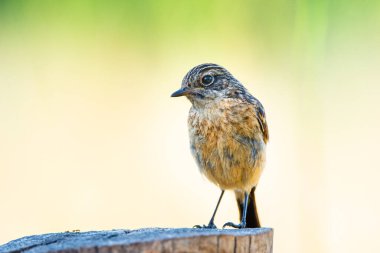 Saxicola rubicola veya tarabilla comun
