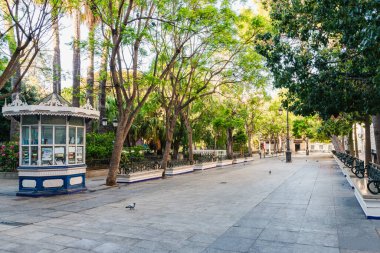 Plaza de Mina Meydanı Cadiz şehrinde devasa ağaçlarla çevrili.