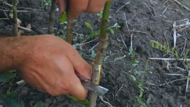 Enxertia Brotação Ramos Plantas Lenhosas Para Propagação Plantas Num Pomar — Vídeo de Stock