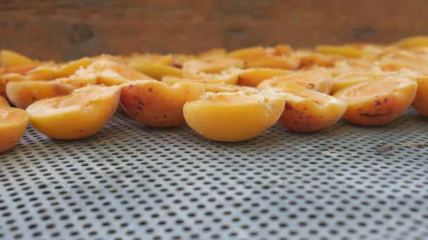 オレンジアプリコットは冬の乾燥と収穫のプロセスを受けます 家庭でのドライフルーツの加工 — ストック動画