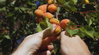 Kova içinde olgun sulu kayısılar. Kutuda böğürtlen topluyorum..