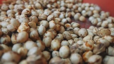 Kurutulmuş kiraz çekirdeği. Tohumların ekilmeye hazırlanması.