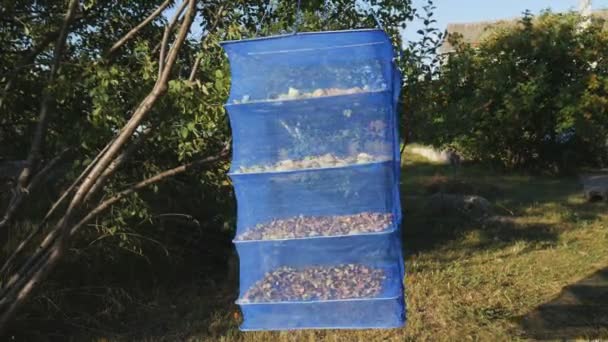 딸기로 의심받는 건조기 겨울을 대비해 사과를 수확하는 과정입니다 여름날에는 자르고 — 비디오