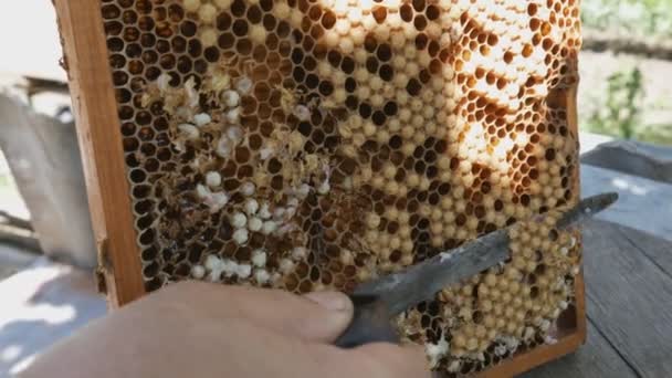 Beekeeper Unseal Honeycomb Close Knife Opens Honeycomb Honey Frame Made — Stockvideo
