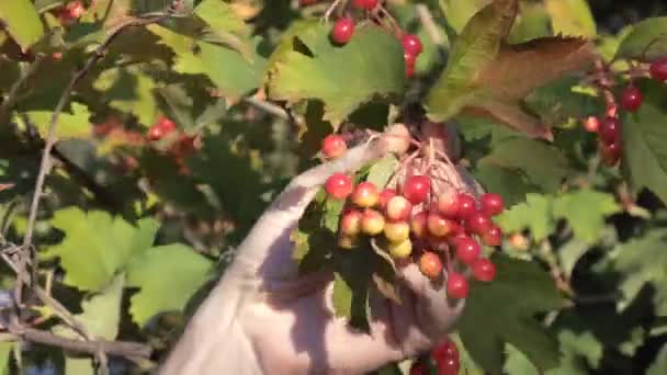 Fermier Verifică Ramură Viburnum Roșu Grădină Grămadă Fructe Padure Viburnum — Videoclip de stoc
